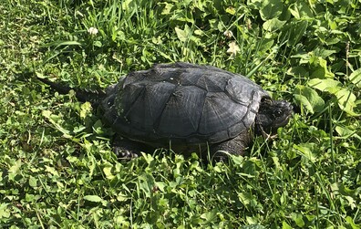 Activité d'aménagement d'un site de ponte pour les tortues à Montmagny